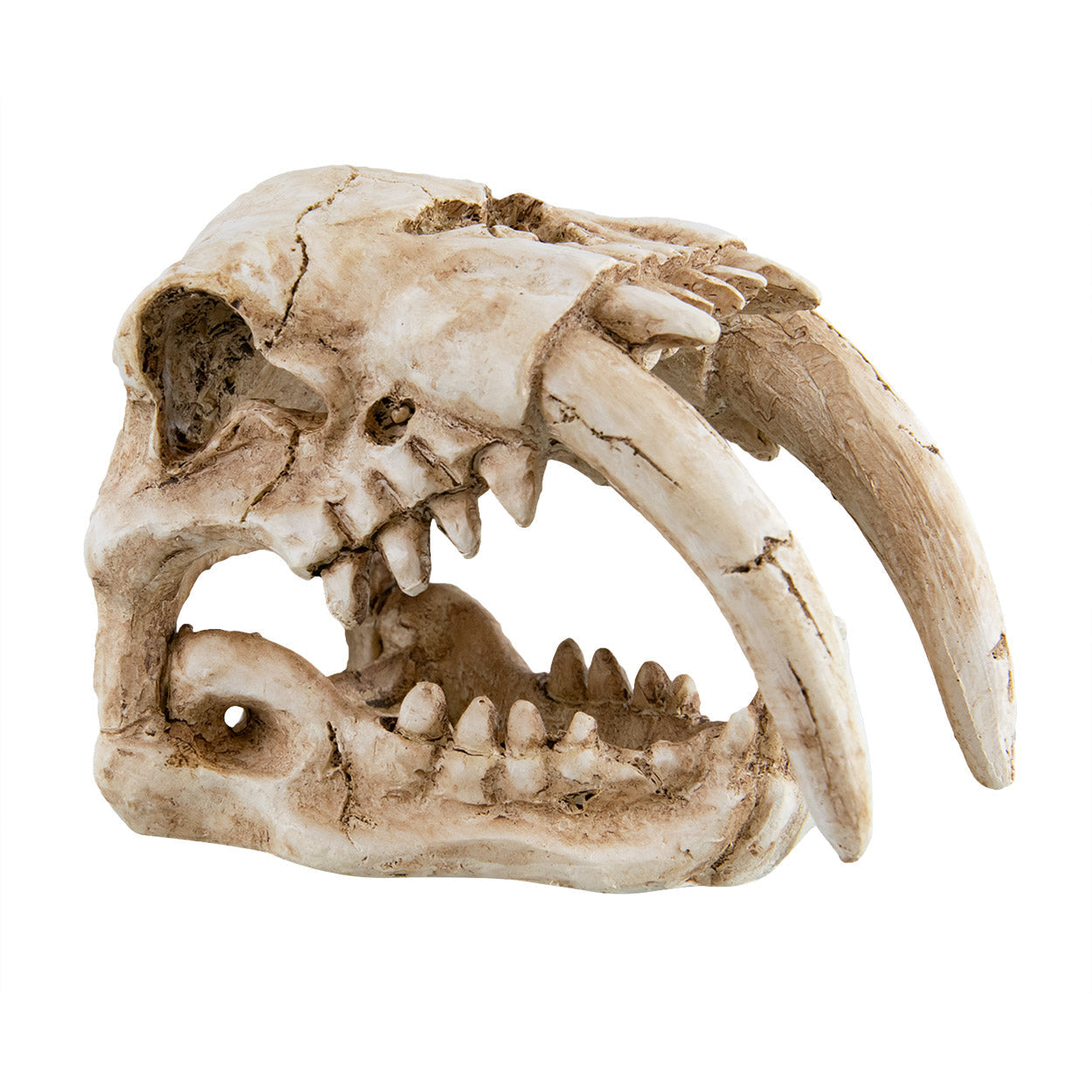 Underwater Treasures Sabertooth Skull  