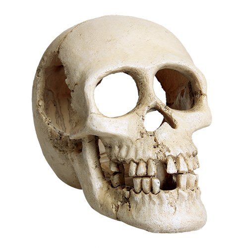 Underwater Treasures Skull – Pet Life