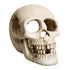 Underwater Treasures Skull  