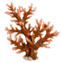 Underwater Treasures Staghorn - Large  