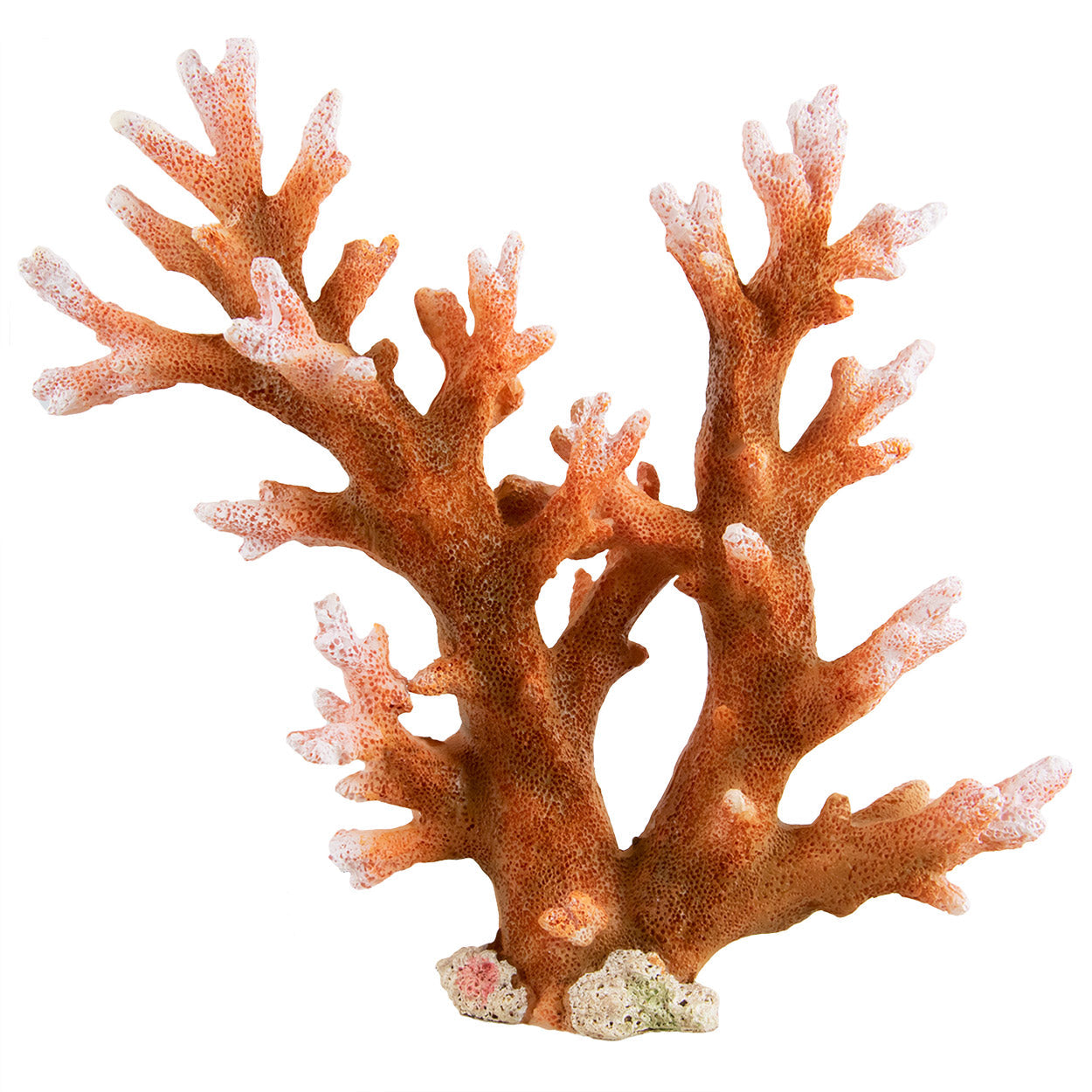 Underwater Treasures Staghorn - Medium  