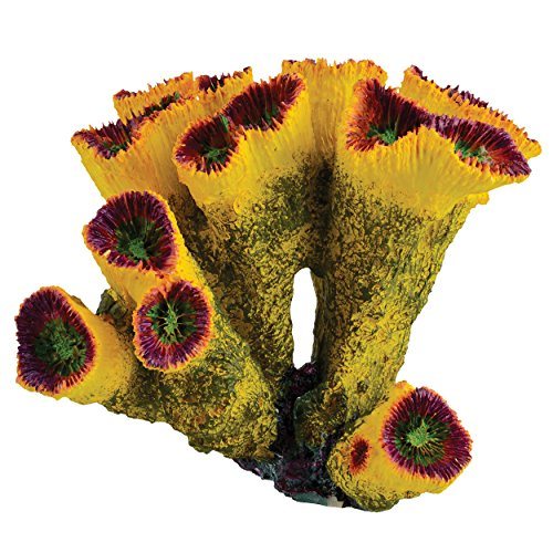 Underwater Treasures Sun Torch Coral  