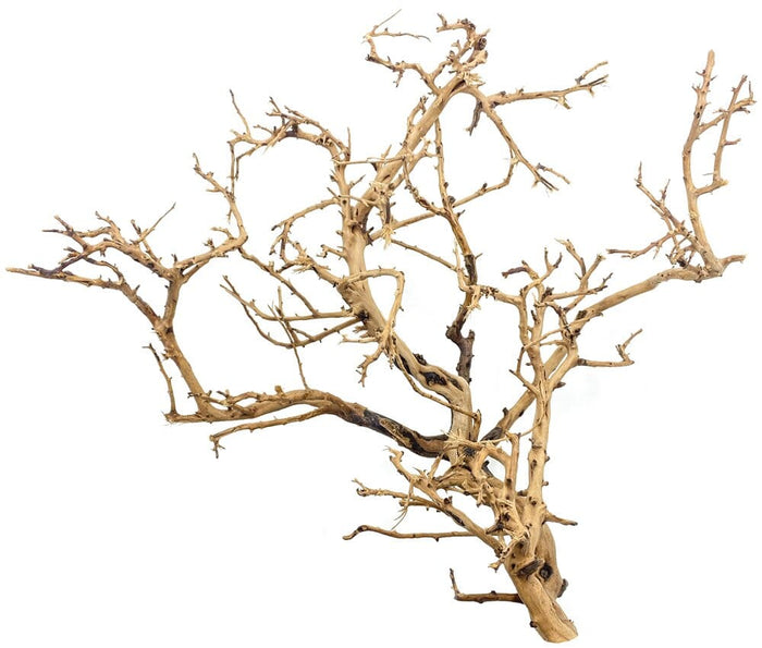 Underwater Treasures Tiny Ramous Wood - 12" - 18"