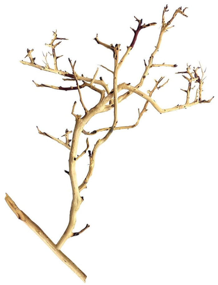 Underwater Treasures Tiny Ramous Wood - 8" - 12"