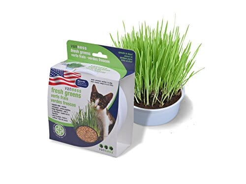 Van Ness Oat Garden Kit  