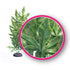 Weco Products Dream Series Hash Aquarium Plant - Green - 12 in  