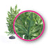 Weco Products Dream Series Hash Aquarium Plant - Green - 6 in  