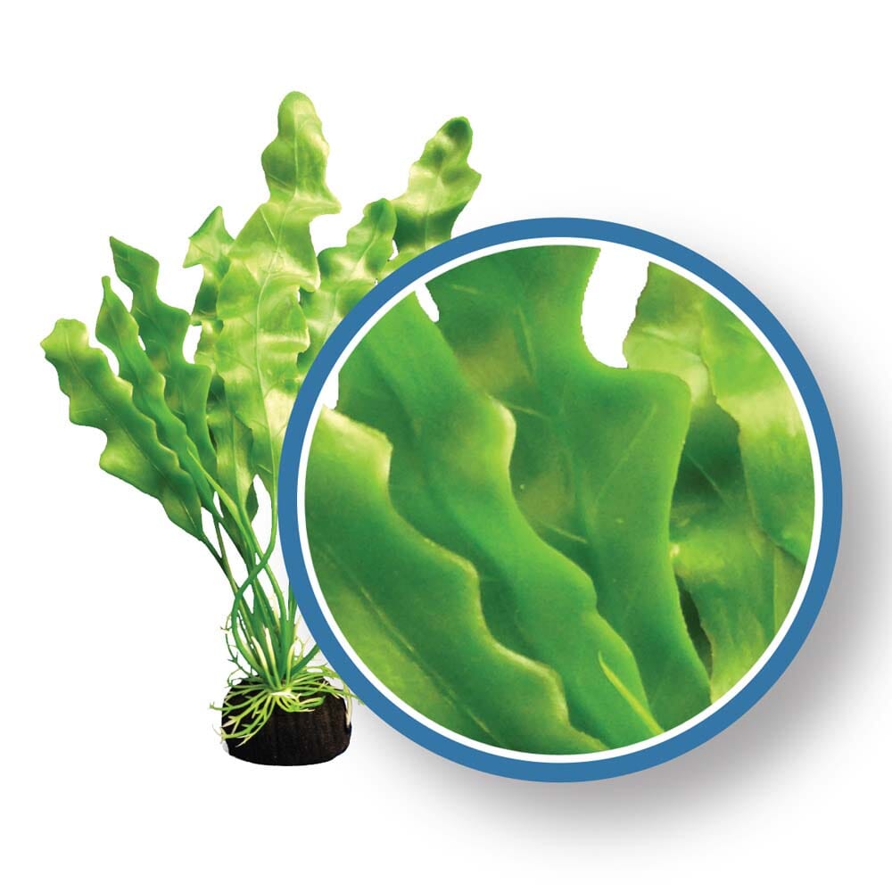 Weco Products Freshwater Pro Series Amazon Ruffled Sword Aquarium Plant - Green - 12 in  