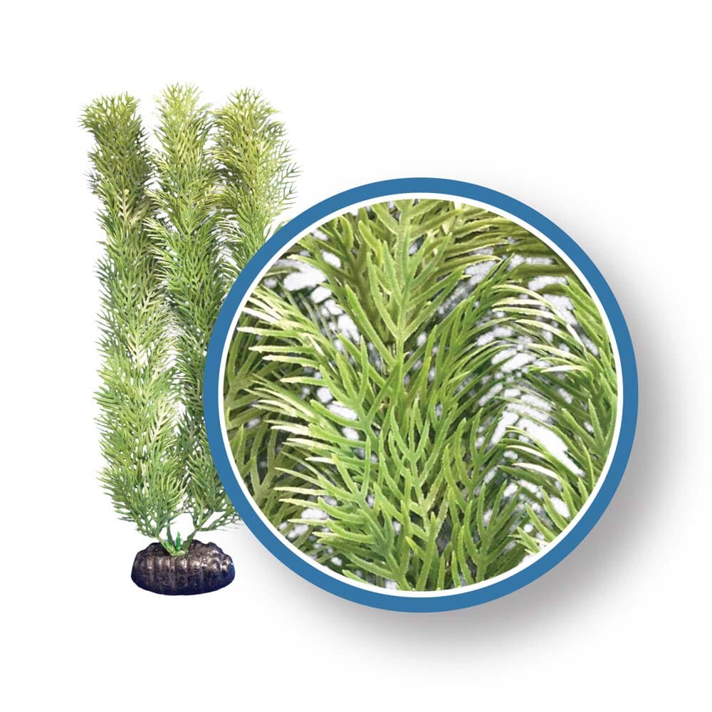 Weco Products Freshwater Pro Series Cabomba Aquarium Plant - Green - 18 in  