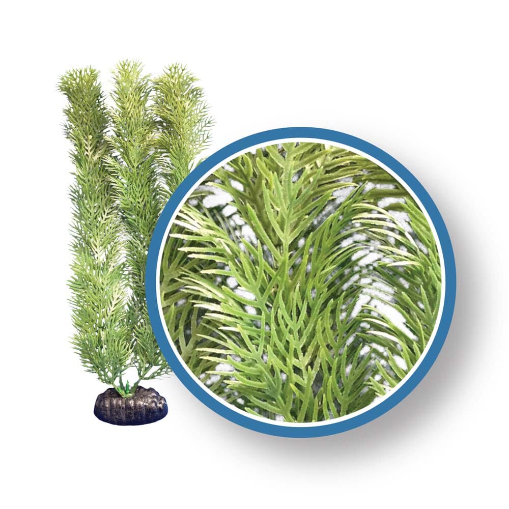 Weco Products Freshwater Pro Series Cabomba Aquarium Plant - Green - 6 in  