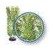 Weco Products Freshwater Pro Series Cabomba Aquarium Plant - Green - 6 in  