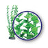 Weco Products Freshwater Series Bacopa Aquarium Plant - Green - 6 in  