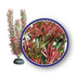 Weco Products Freshwater Series Foxtail Aquarium Plant - Red - 6 in  