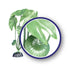 Weco Products Freshwater Series Tiger Lotus Aquarium Plant - Green - 12 in  