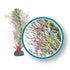 Weco Products Marine Pro Series Fine Branch Kelp Aquarium Plant - Green - 18 in  