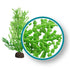 Weco Products Marine Pro Series Giant Halimeda Aquarium Plant - Green - 18 in  