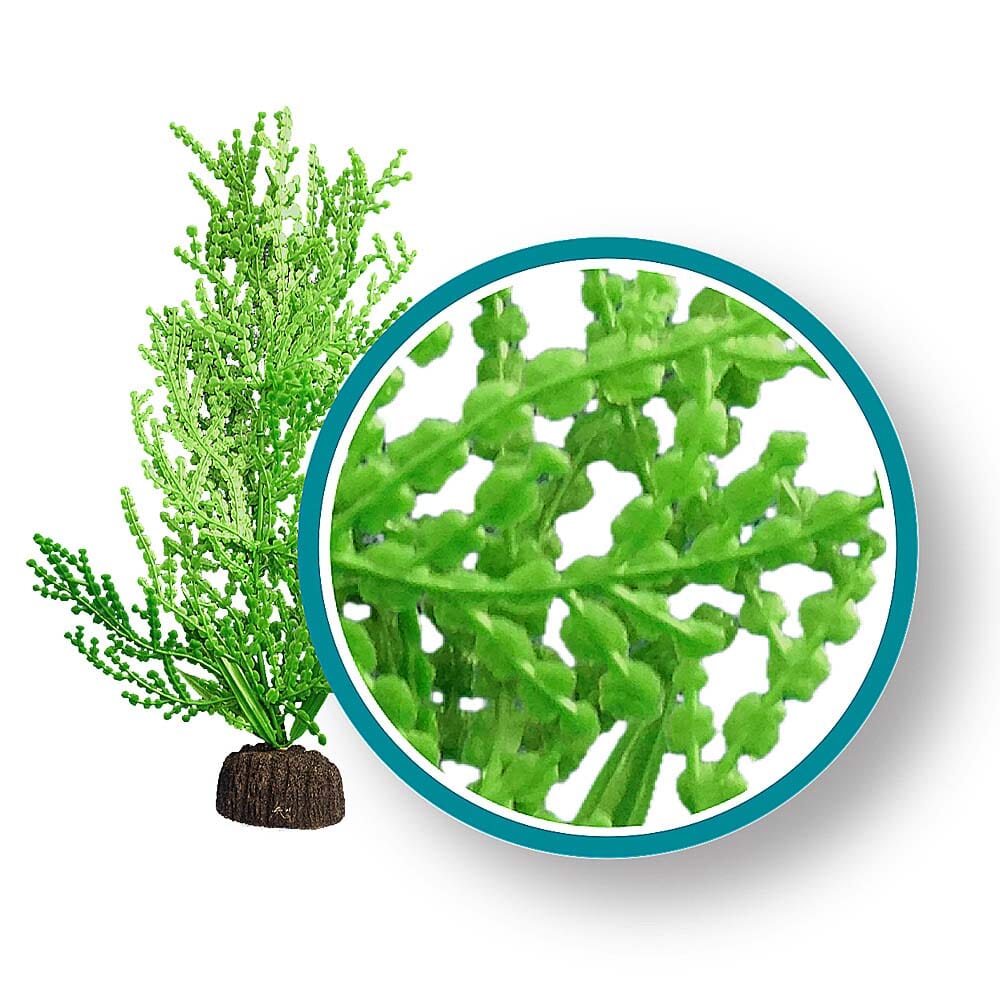 Weco Products Marine Pro Series Giant Halimeda Aquarium Plant - Green - 9 in  
