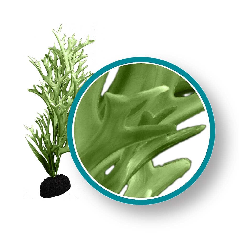 Weco Products Marine Pro Series Giant Kelp Aquarium Plant - Green - 6 in - Giant  