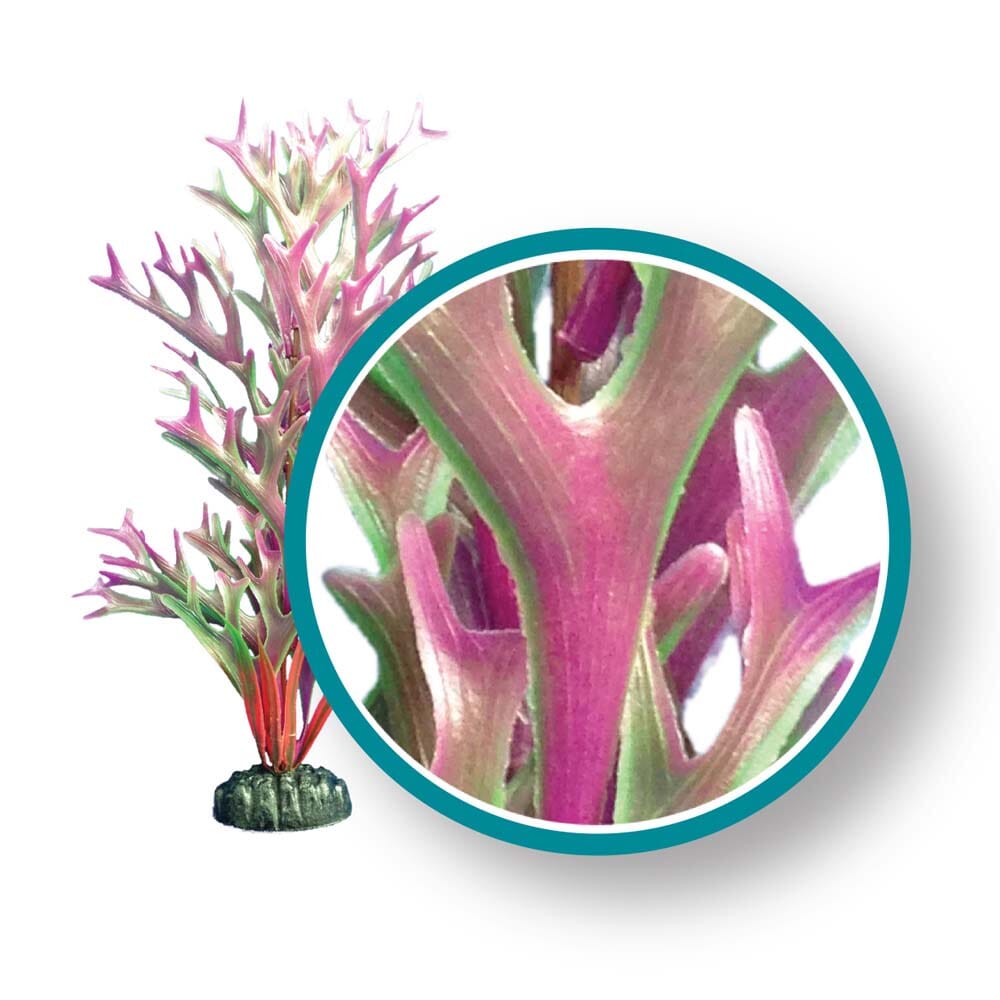 Weco Products Marine Pro Series Giant Kelp Aquarium Plant - Red - 12 in - Giant  