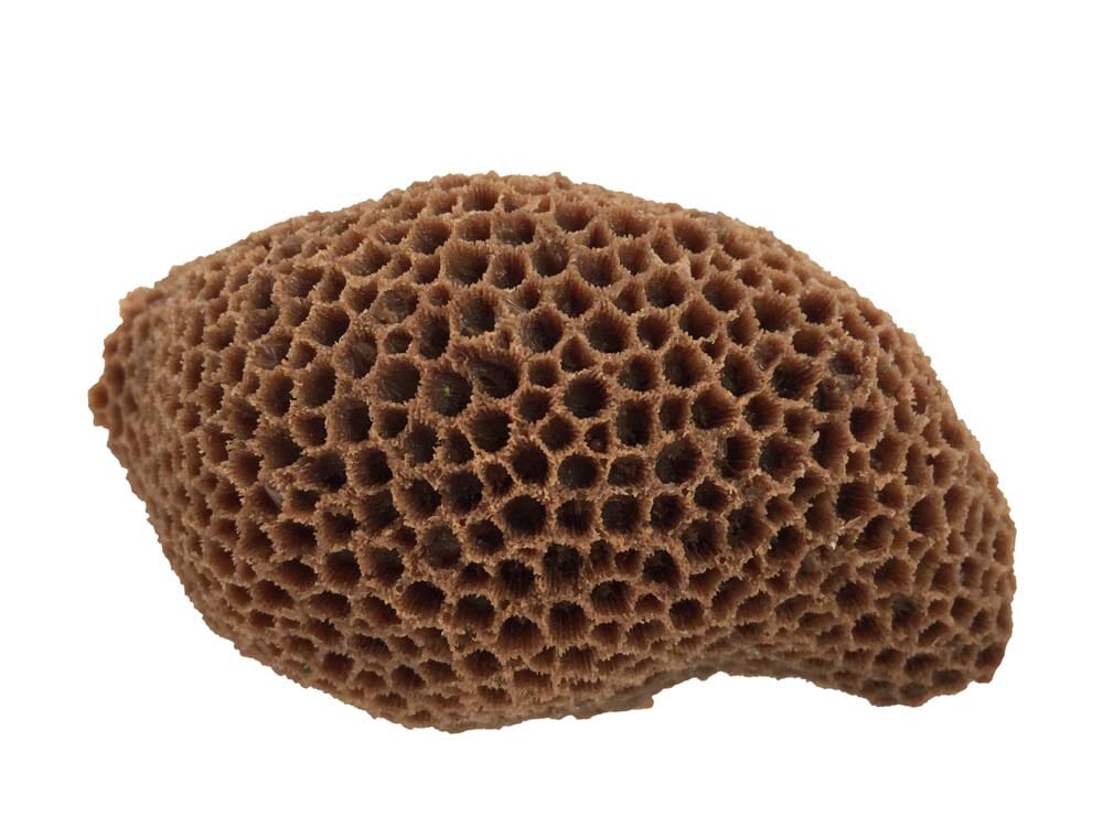 Weco Products South Pacific Coral Brain Ornament - Brown - Medium  