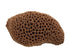 Weco Products South Pacific Coral Brain Ornament - Brown - Medium  