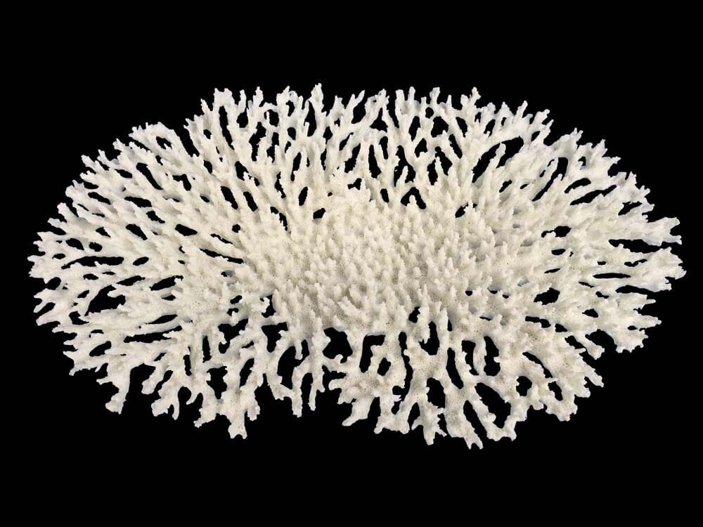 Weco Products South Pacific Coral Oval Tabletop Ornament - White - Large  