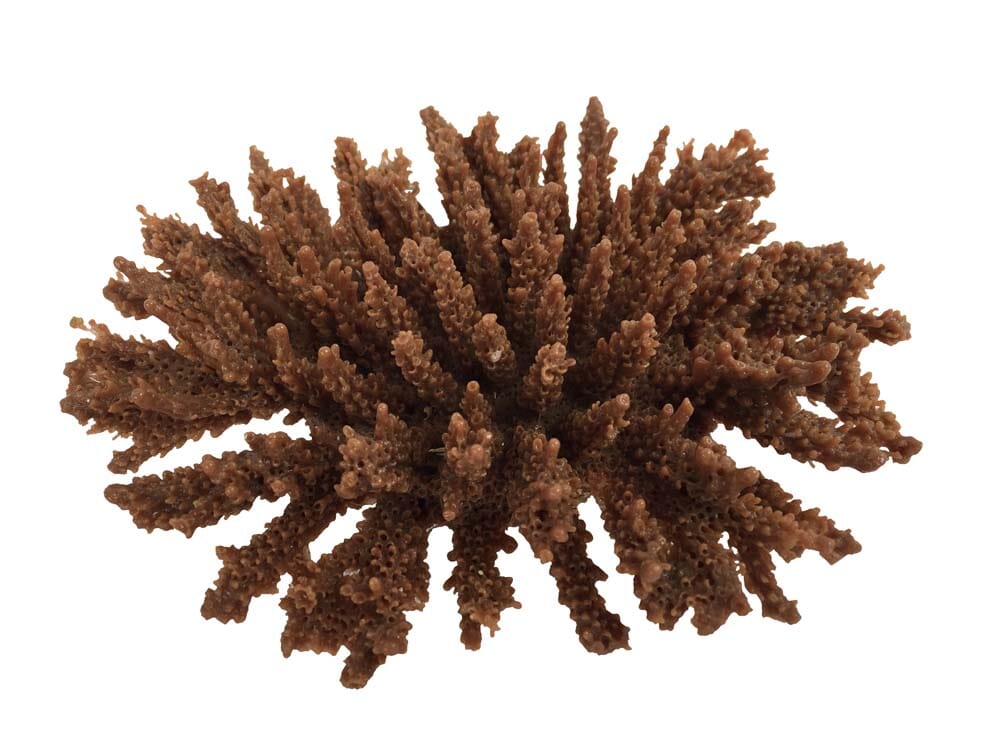 Weco Products South Pacific Coral Tabletop Ornament - Brown - Small  