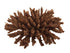 Weco Products South Pacific Coral Tabletop Ornament - Brown - Small  